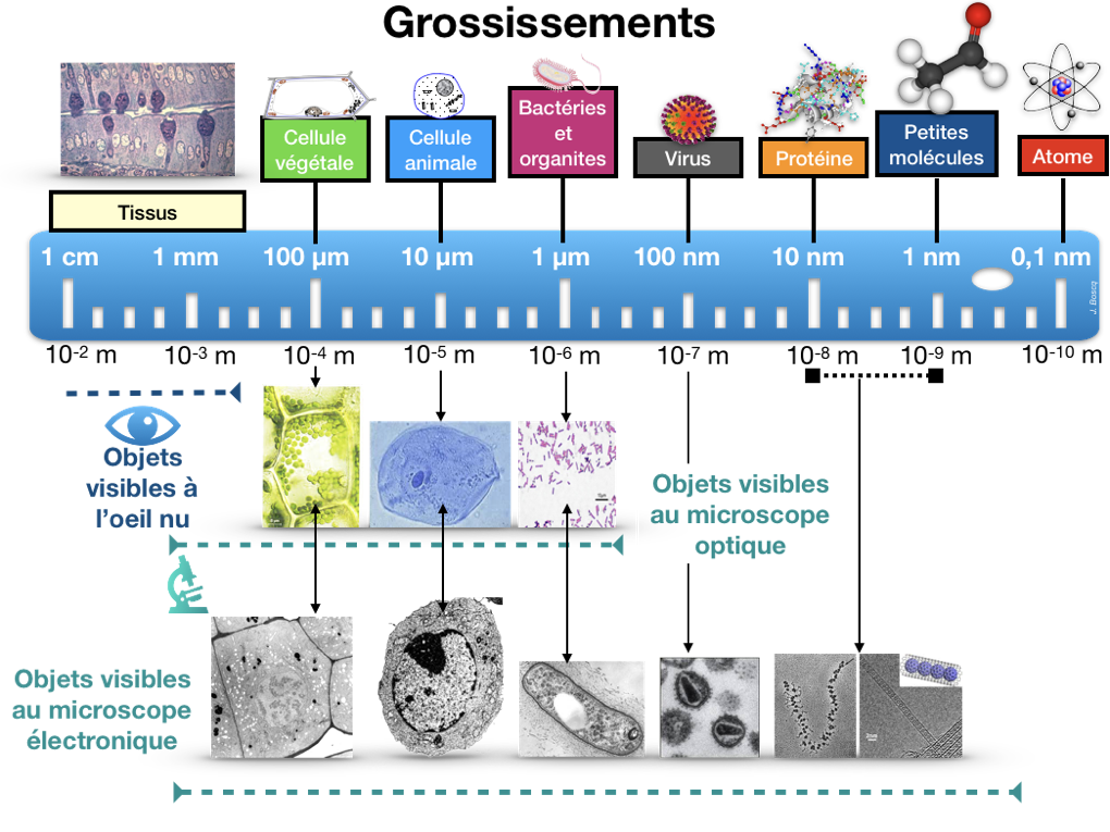Cours : L’organisme pluricellulaire, un ensemble de cellules